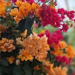 Chrysanthi *