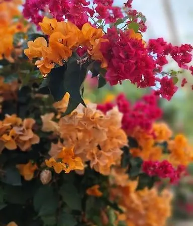 Chrysanthi *